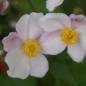 Preview: Anemone tomentosa 'Robustissima' - Herbst-Anemone